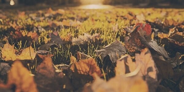 11.17.15_blog_post_-_30_days_of_gratitude__600x300